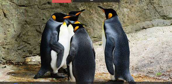 Google Penguin 4.0 is Now Part of their Core Algorithm